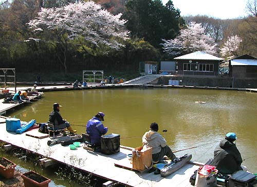 横浜へらぶな 熊の池