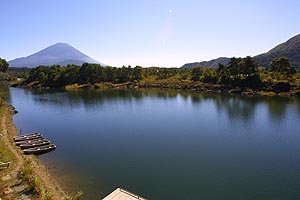 精進湖ヘラブナ