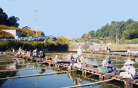奈良市釣り掘り 新鴻ノ池へらぶな釣り